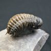 Trilobite Crotalocephalus gibbus