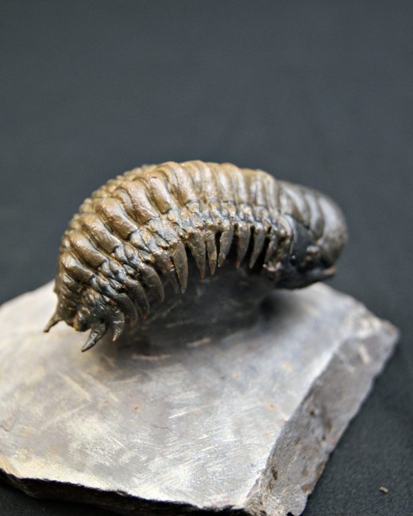 Trilobite Crotalocephalus gibbus