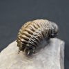 Trilobite Crotalocephalus gibbus