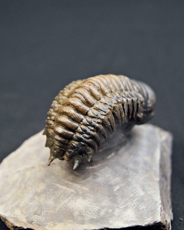 Trilobite Crotalocephalus gibbus