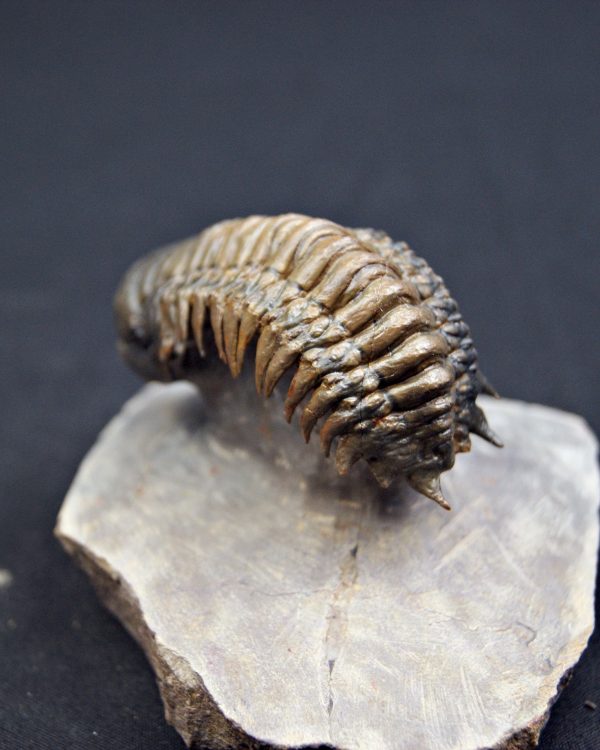 Trilobite Crotalocephalus gibbus