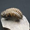 Trilobite Crotalocephalus gibbus