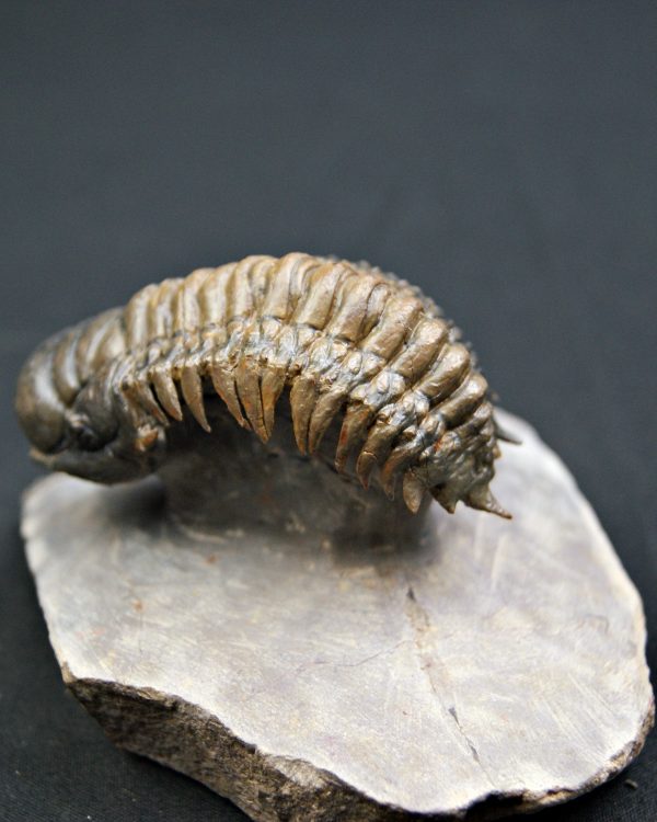 Trilobite Crotalocephalus gibbus