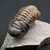 Trilobite Crotalocephalus gibbus