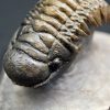 Trilobite Crotalocephalus gibbus