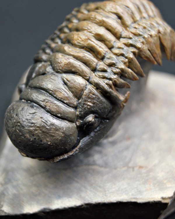 Trilobite Crotalocephalus gibbus