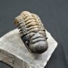 Trilobite Crotalocephalus gibbus