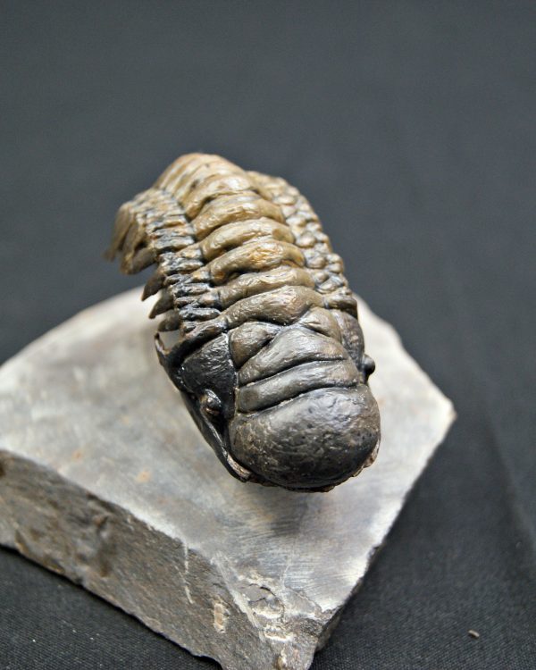 Trilobite Crotalocephalus gibbus