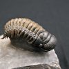 Trilobite Crotalocephalus gibbus