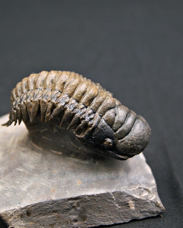 Trilobite Crotalocephalus gibbus