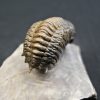 Trilobite Crotalocephalus gibbus