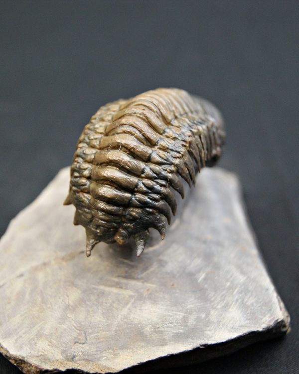 Trilobite Crotalocephalus gibbus