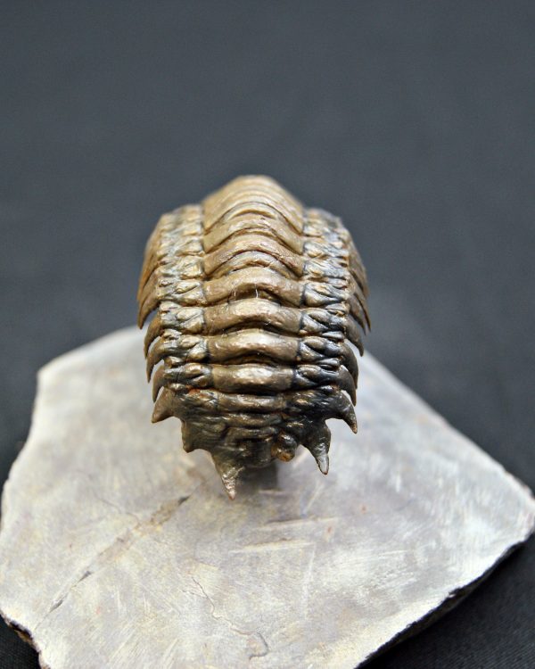 Trilobite Crotalocephalus gibbus