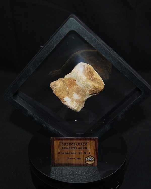 Vértebra caudal de Spinosaurus