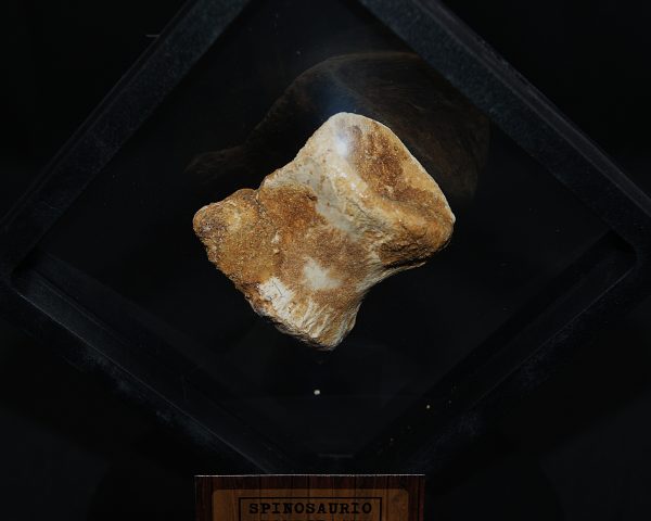 Vértebra caudal de Spinosaurus