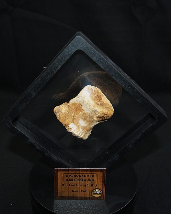 Vértebra caudal de Spinosaurus