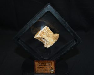 Vértebra caudal de Spinosaurus