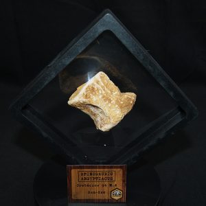 Vértebra caudal de Spinosaurus