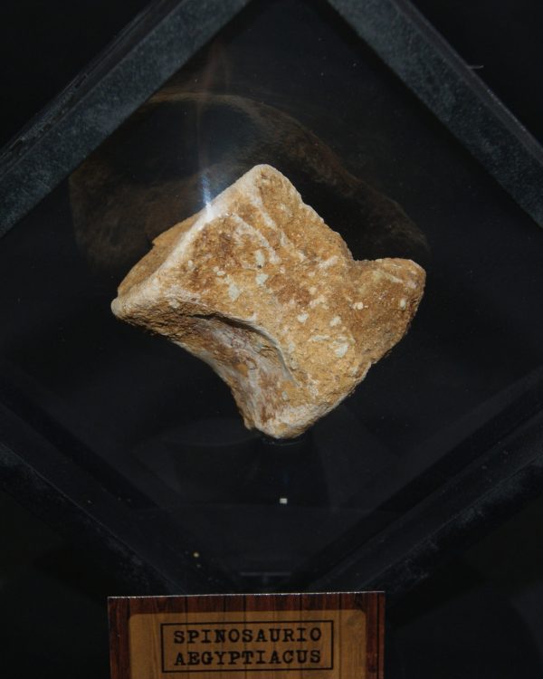 Vértebra caudal de Spinosaurus