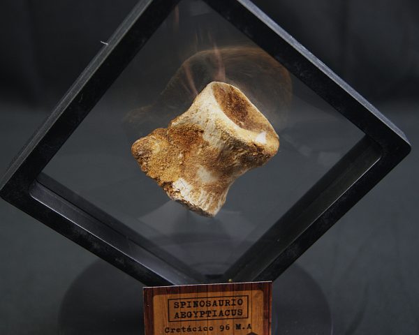 Vértebra caudal de Spinosaurus