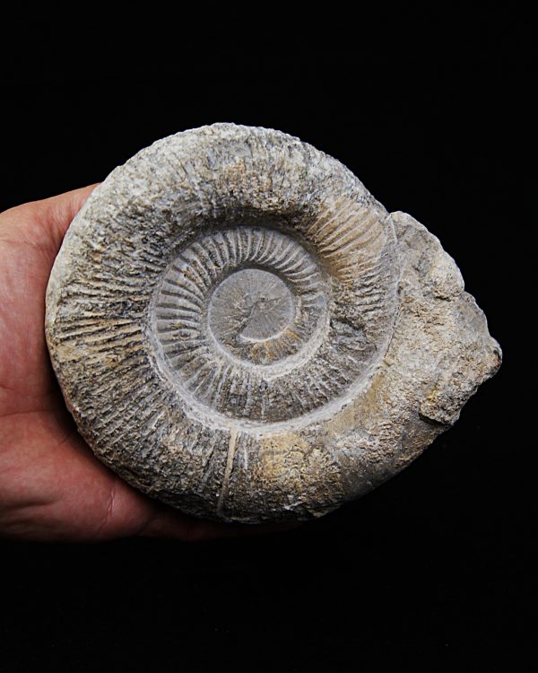 SONY DSC Amonite fósil completo