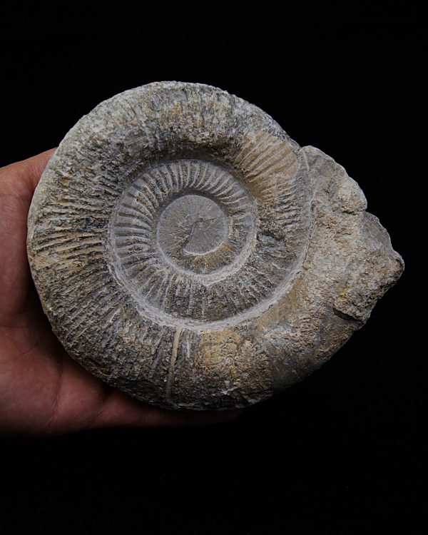 SONY DSC Amonite fósil completo