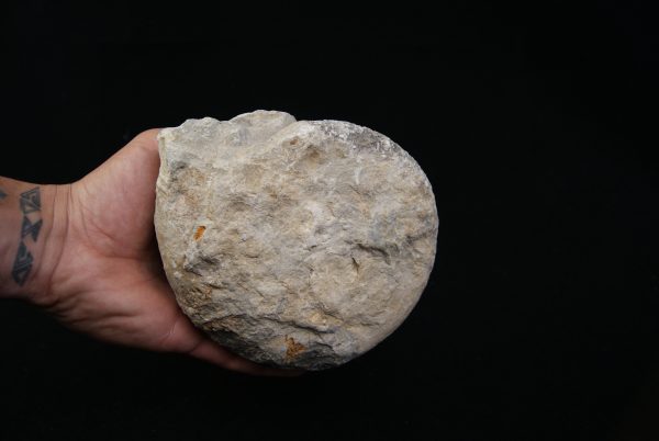 SONY DSC Amonite fósil completo