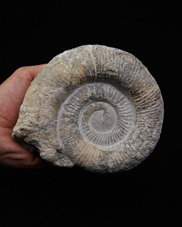 SONY DSC Amonite fósil completo