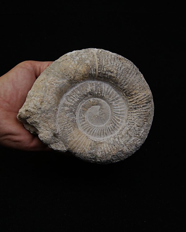 SONY DSC Amonite fósil completo