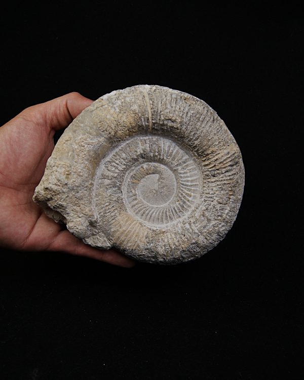 SONY DSC Amonite fósil completo