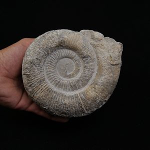 Amonite fósil completo