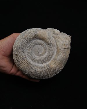 Amonite fósil completo