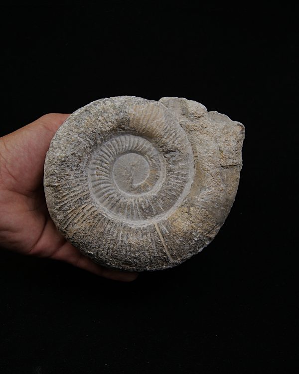 SONY DSC Amonite fósil completo