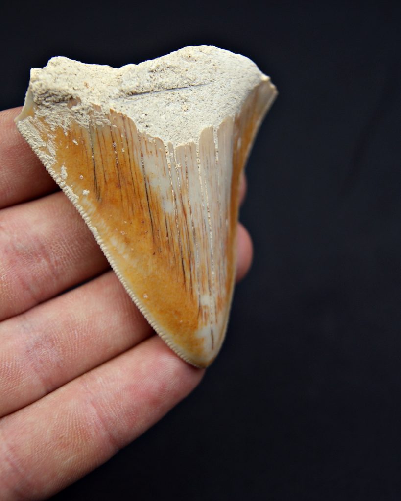 Diente de Megalodon