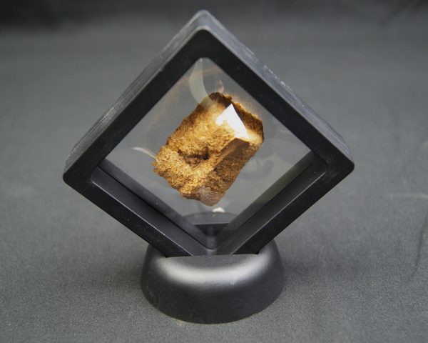 SONY DSC Vértebra caudal de Spinosaurus