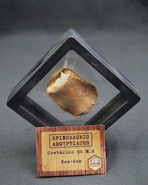 Vértebra caudal de Spinosaurus