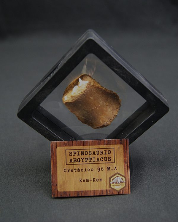 SONY DSC Vértebra caudal de Spinosaurus