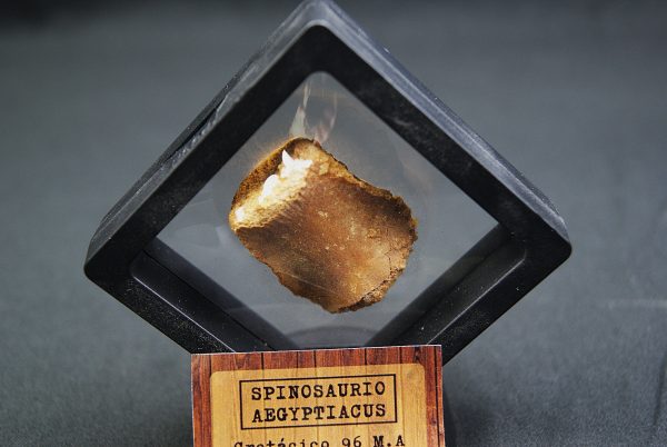 SONY DSC Vértebra caudal de Spinosaurus