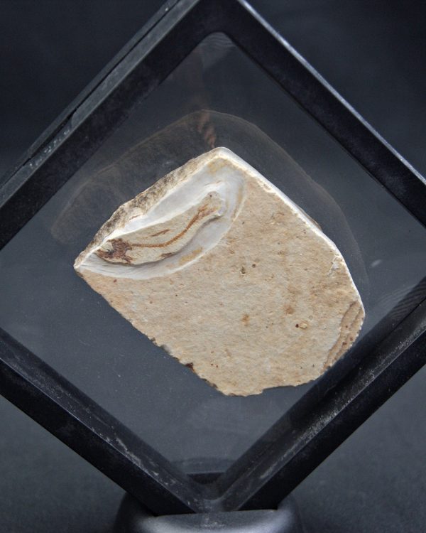 Pez fósil en matriz con espinas visibles