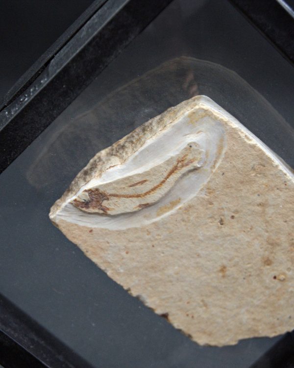 Pez fósil en matriz con espinas visibles