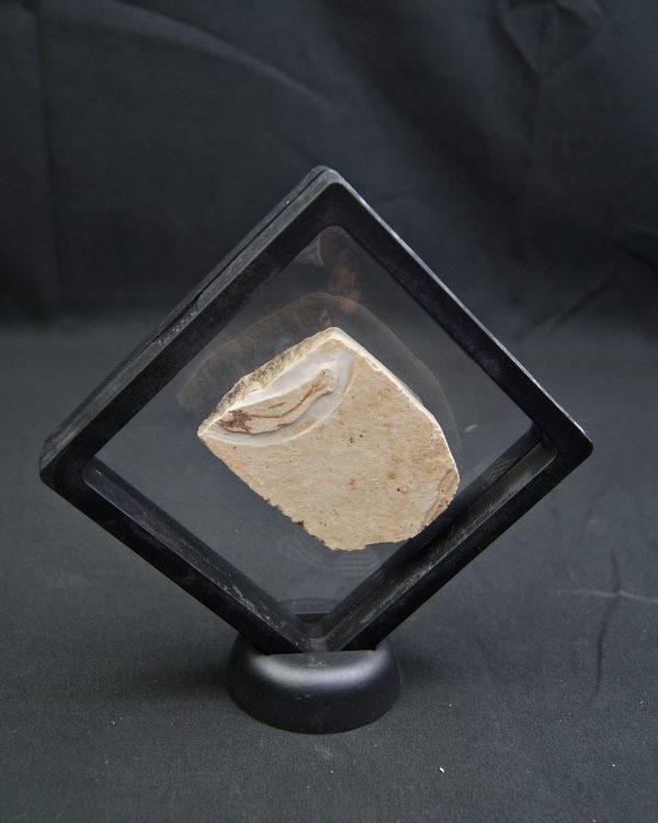 Pez fósil en matriz con espinas visibles