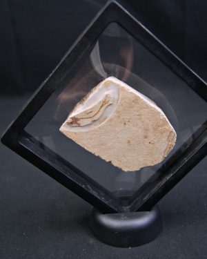 Pez fósil en matriz con espinas visibles