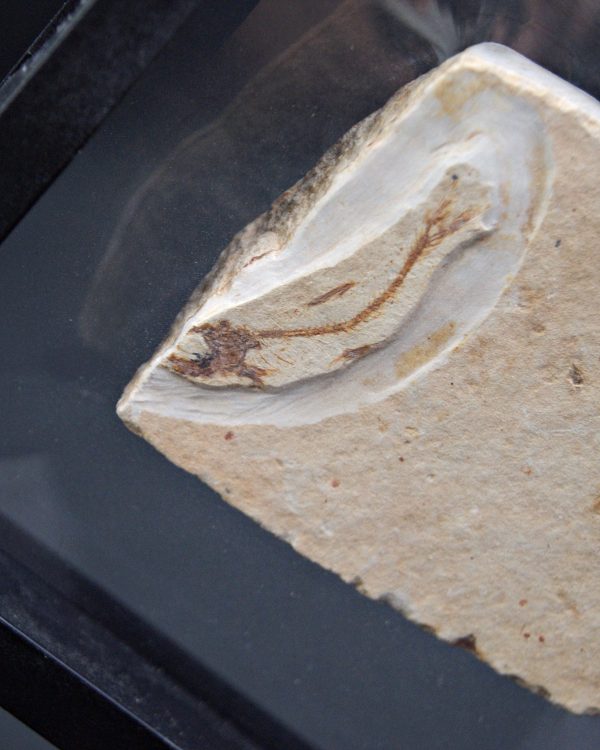 Pez fósil en matriz con espinas visibles