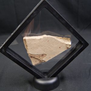 Pez fósil en matriz