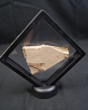 Pez fósil en matriz