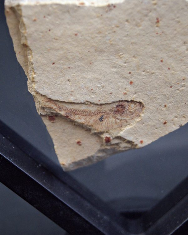 Pez fósil en matriz