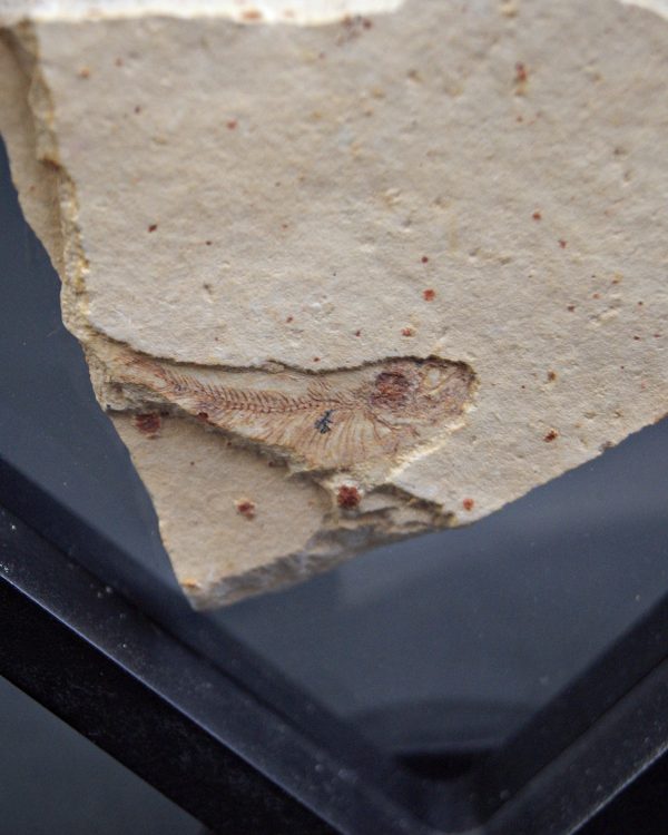 Pez fósil en matriz