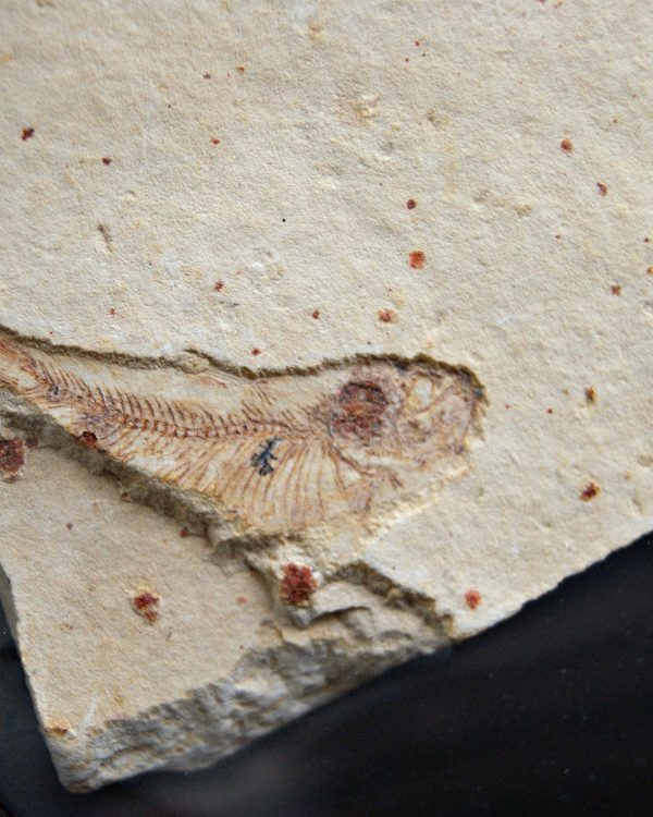 Pez fósil en matriz