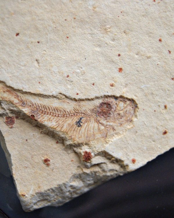 Pez fósil en matriz