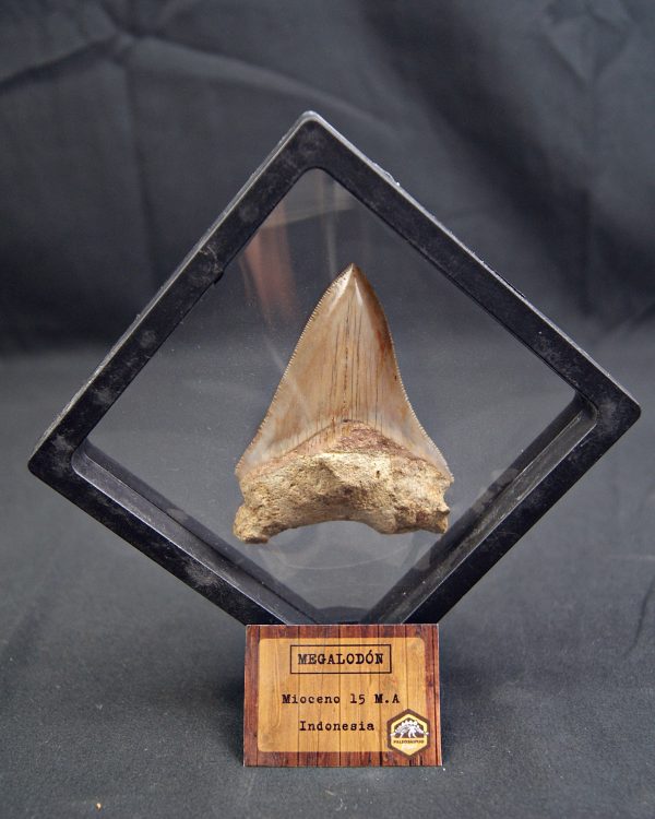 Diente de Megalodon